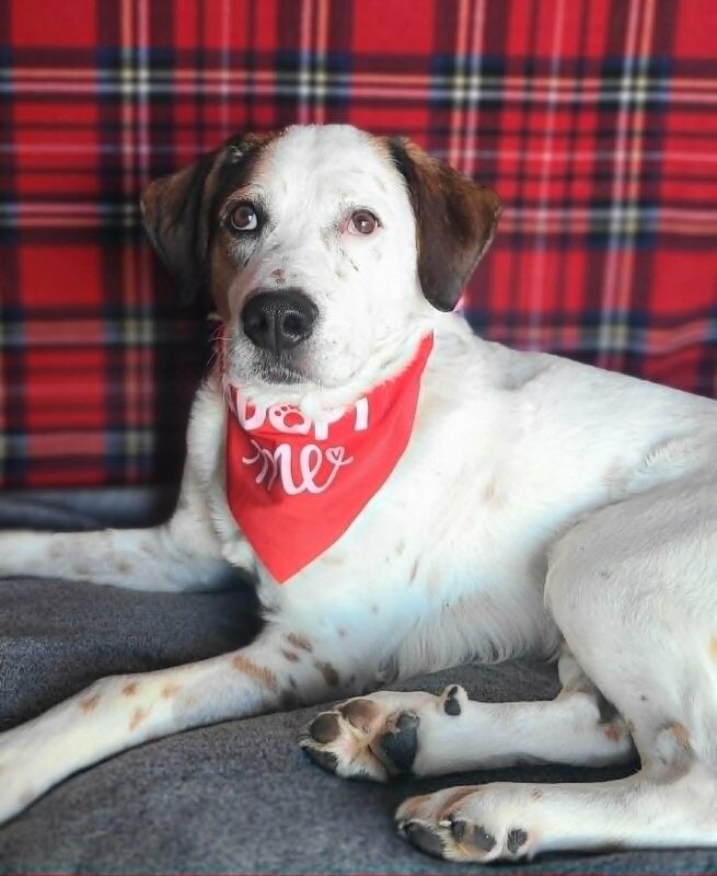 Picture of the Animal Listed